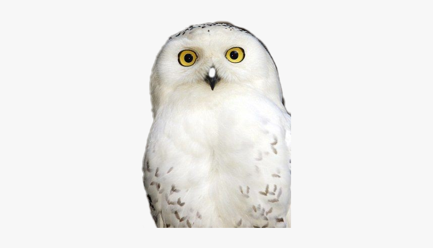 #harry #harrypotter #hedwigowl #hedwig, HD Png Download, Free Download