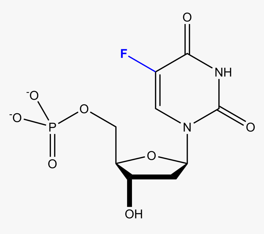 File - 5-fluorodesoxiuridilato, HD Png Download, Free Download