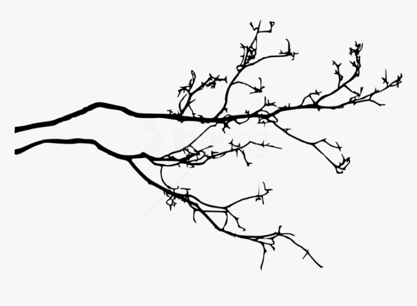 Tree Branch Png, Transparent Png, Free Download