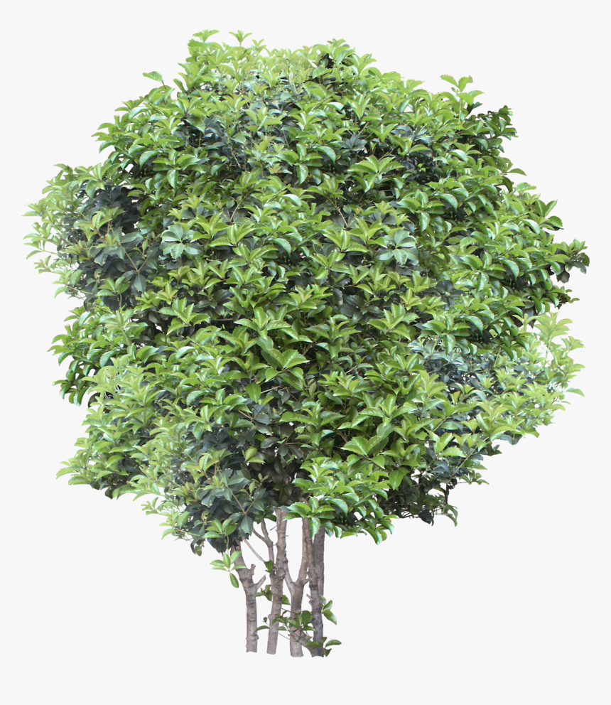 Tree Branches With Leaves Png, Transparent Png, Free Download