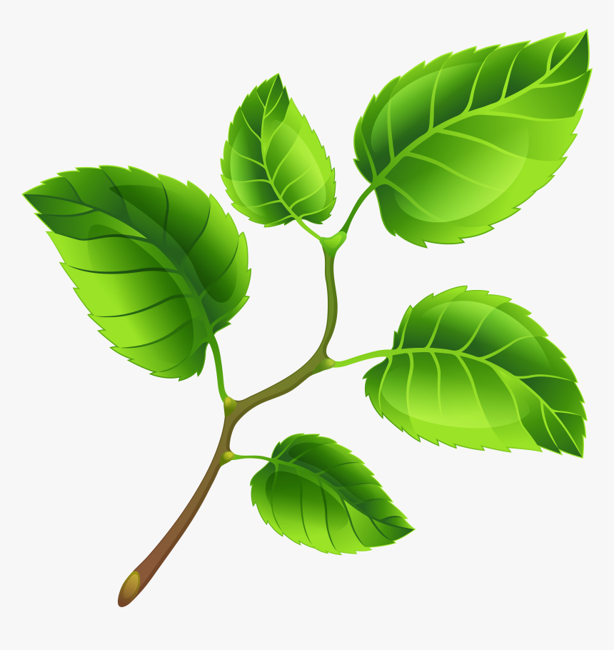 Green Branch Png, Transparent Png, Free Download