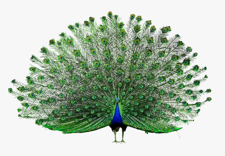 Peacock Png Image, Transparent Png, Free Download