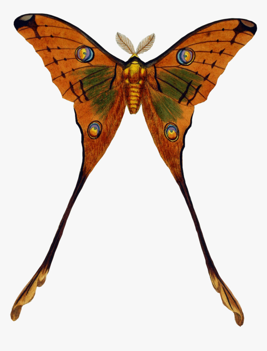 Transparent Png Vintage Butterfly , Png Download, Png Download, Free Download