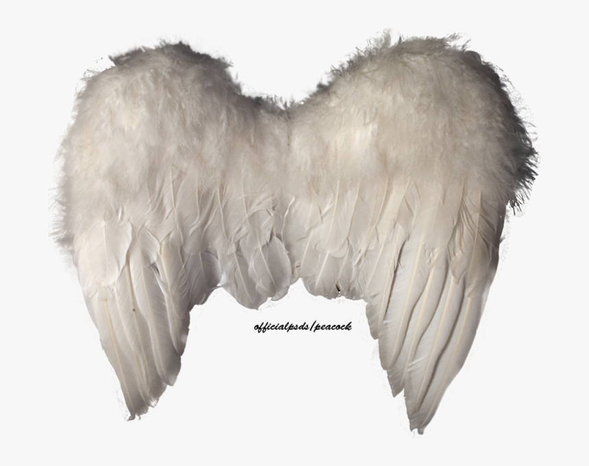 Peacock Wings Png, Transparent Png, Free Download