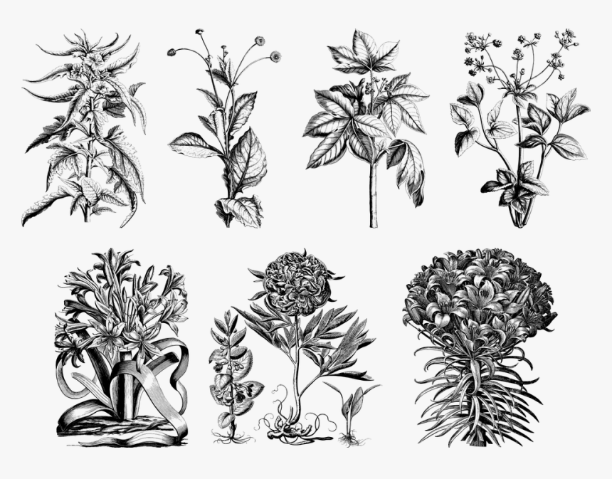 Plant, Line Art, Vintage, Detailed, Botany, Botanical, HD Png Download, Free Download