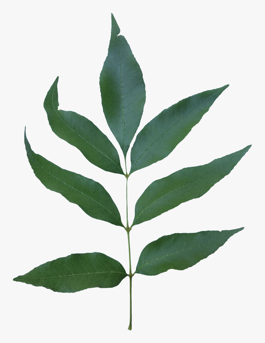 Tree Branch With Leaves Png, Transparent Png, Free Download