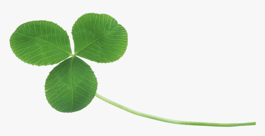 Three Leaf Clover Png Real Clover Png, Transparent Png, Free Download