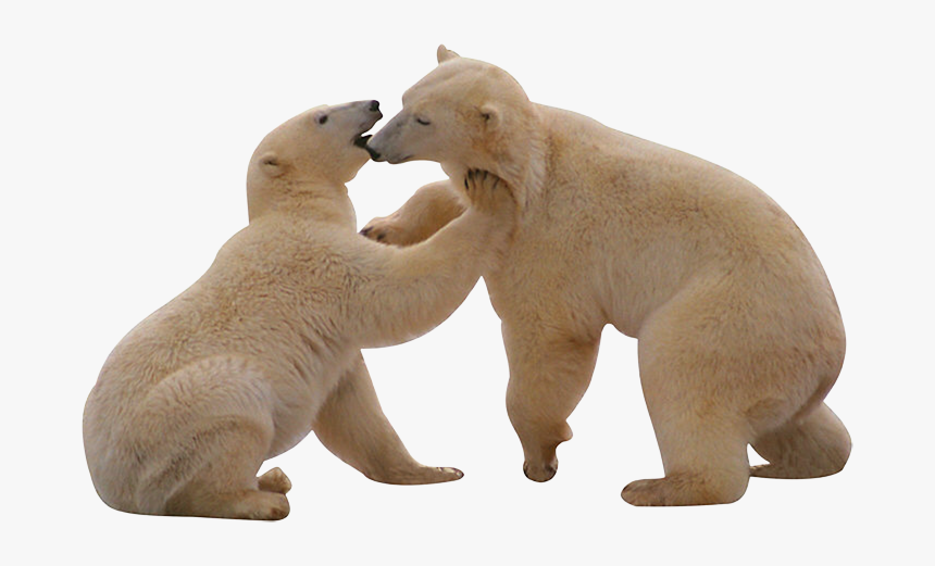 Real Polar Bear Png Photo, Transparent Png, Free Download