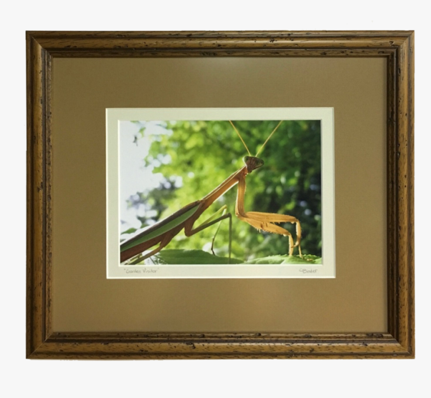 Praying Mantis Photography, HD Png Download, Free Download