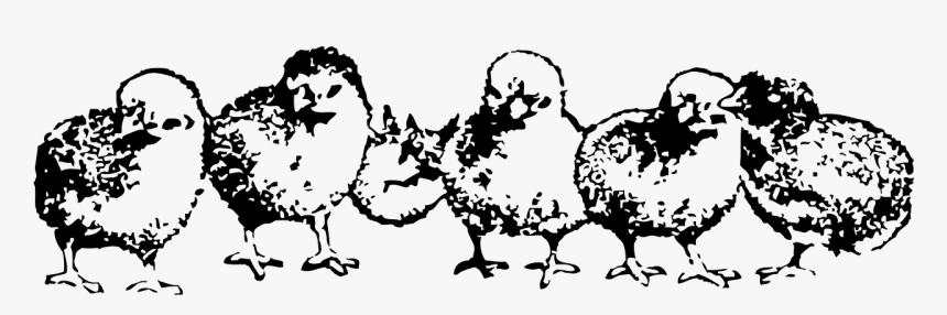 Chicks Png, Transparent Png, Free Download