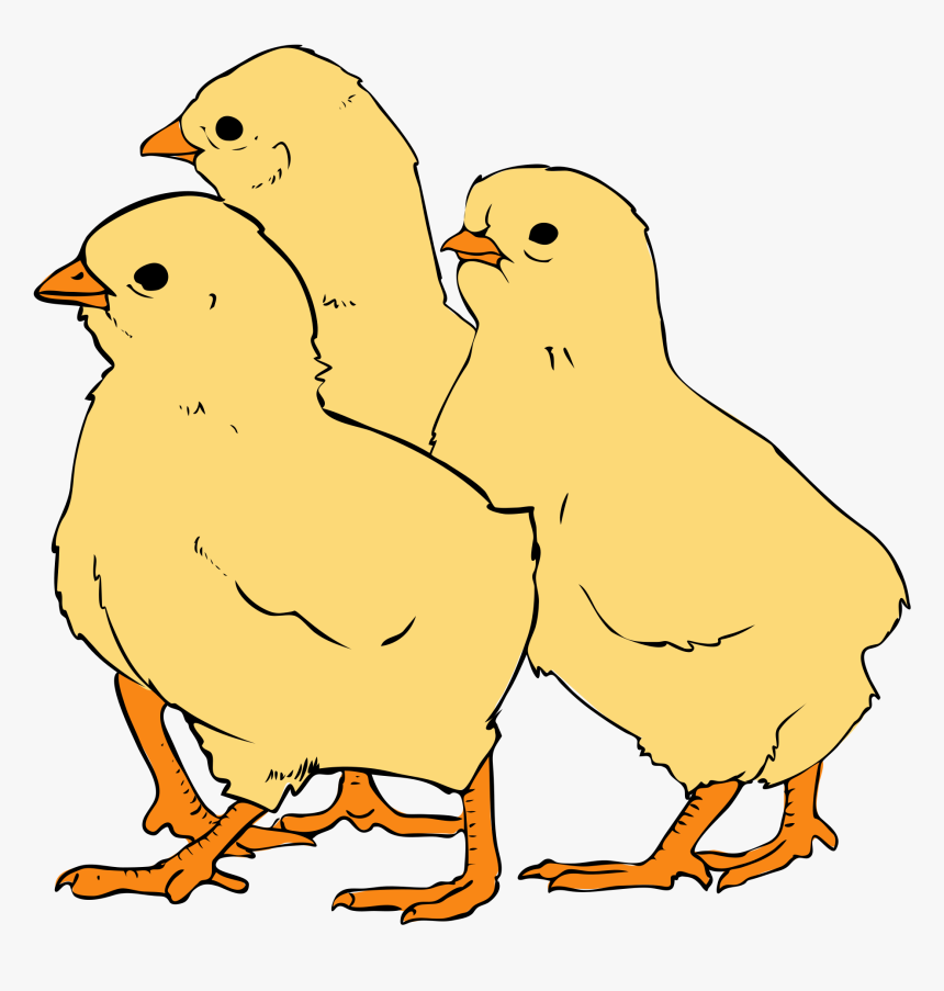 Chicks Png, Transparent Png, Free Download