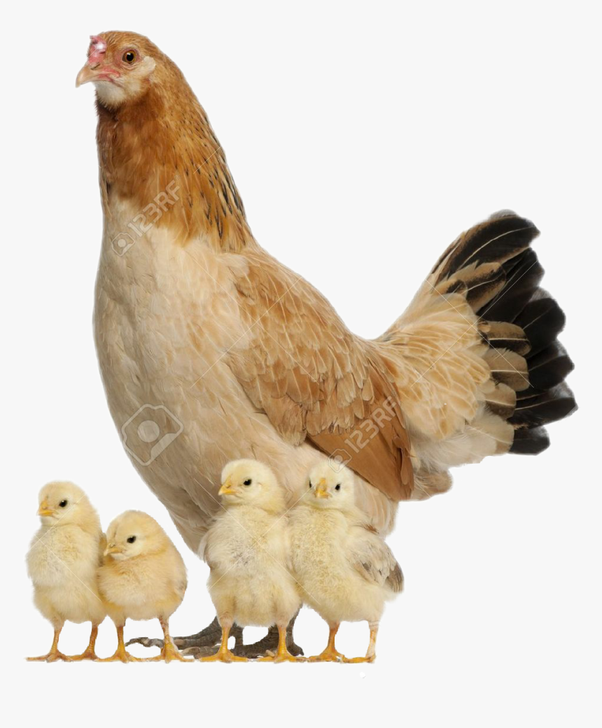 Hen With Chicks Png , Png Download, Transparent Png, Free Download