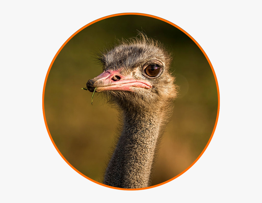 Transparent Ostrich Png, Png Download, Free Download