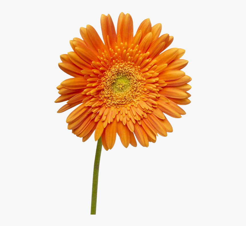 Dahlia Flower Png, Transparent Png, Free Download