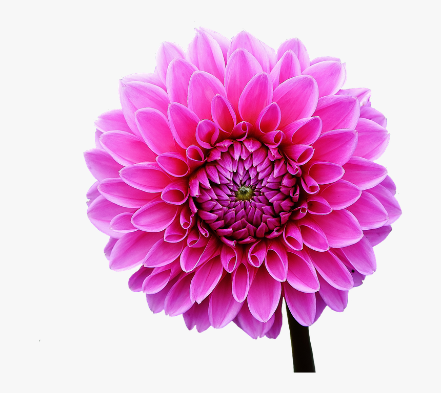 Dahlia, Dahlias, Autumn, Asteraceae, Flower Garden, HD Png Download, Free Download