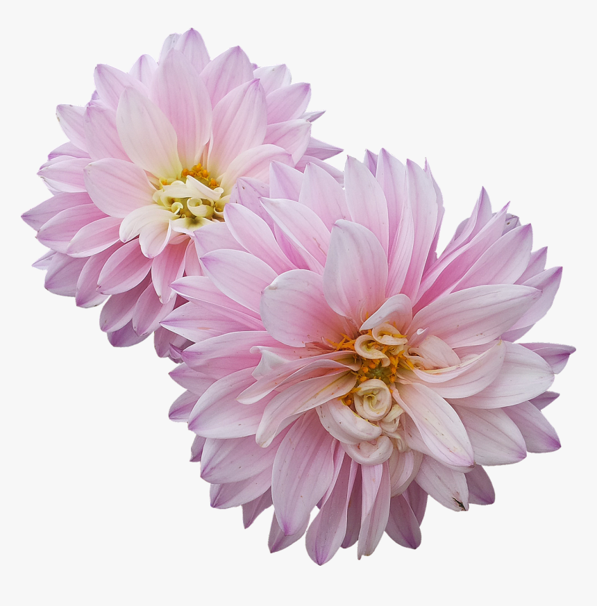 Dahlia Flower Png, Transparent Png, Free Download