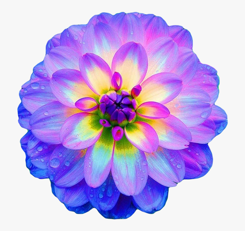Ranunculus Drawing Dahlia Flower, HD Png Download, Free Download