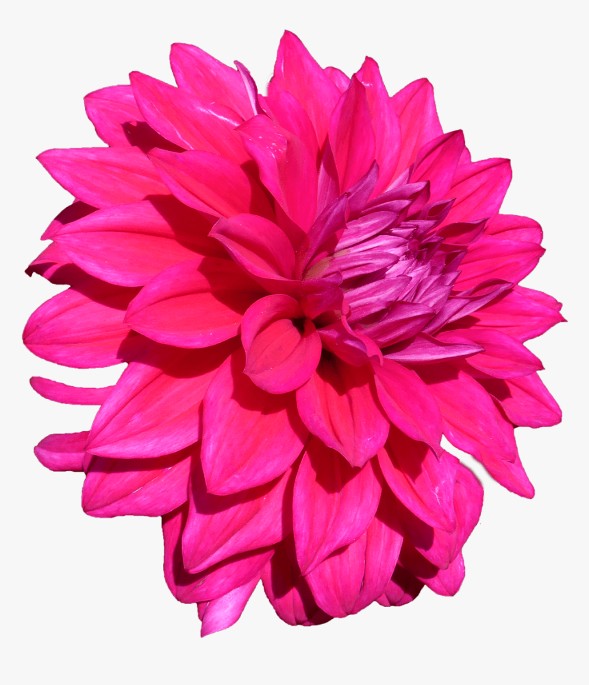 Dahlia, HD Png Download, Free Download