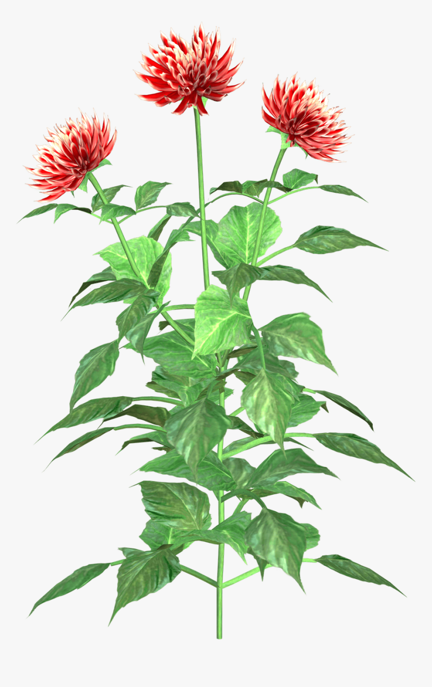 Dahlia Clip Art, HD Png Download, Free Download