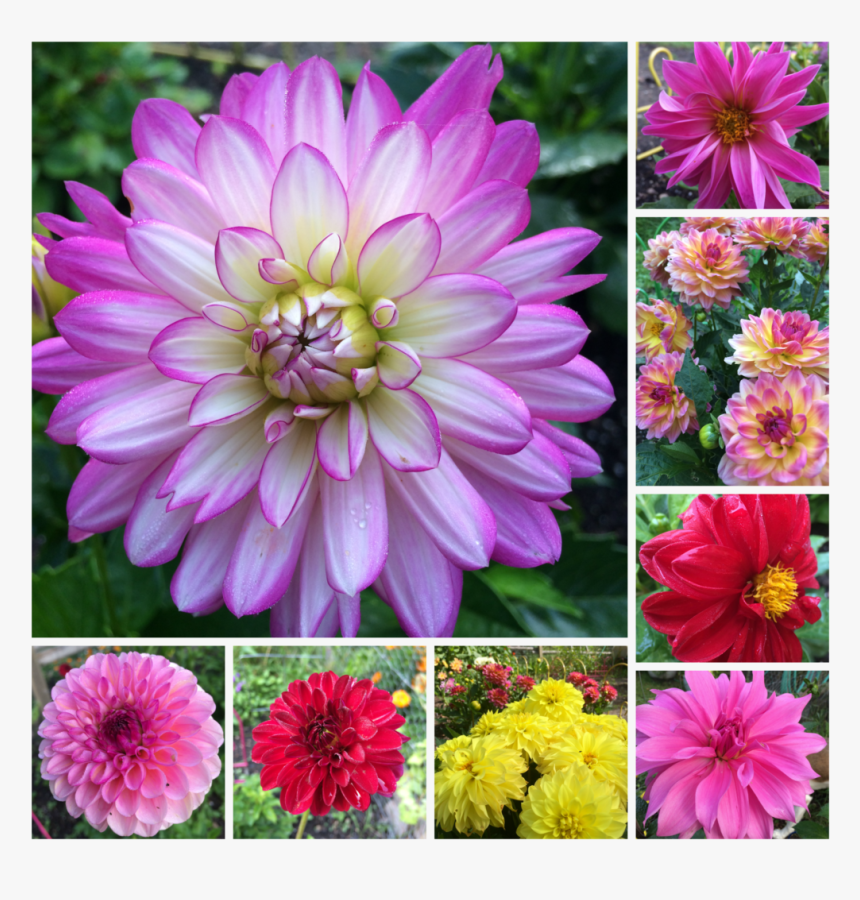 Dahlia Flower Collage, HD Png Download, Free Download