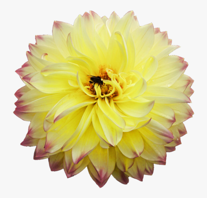 Dahlia Png Picture, Transparent Png, Free Download