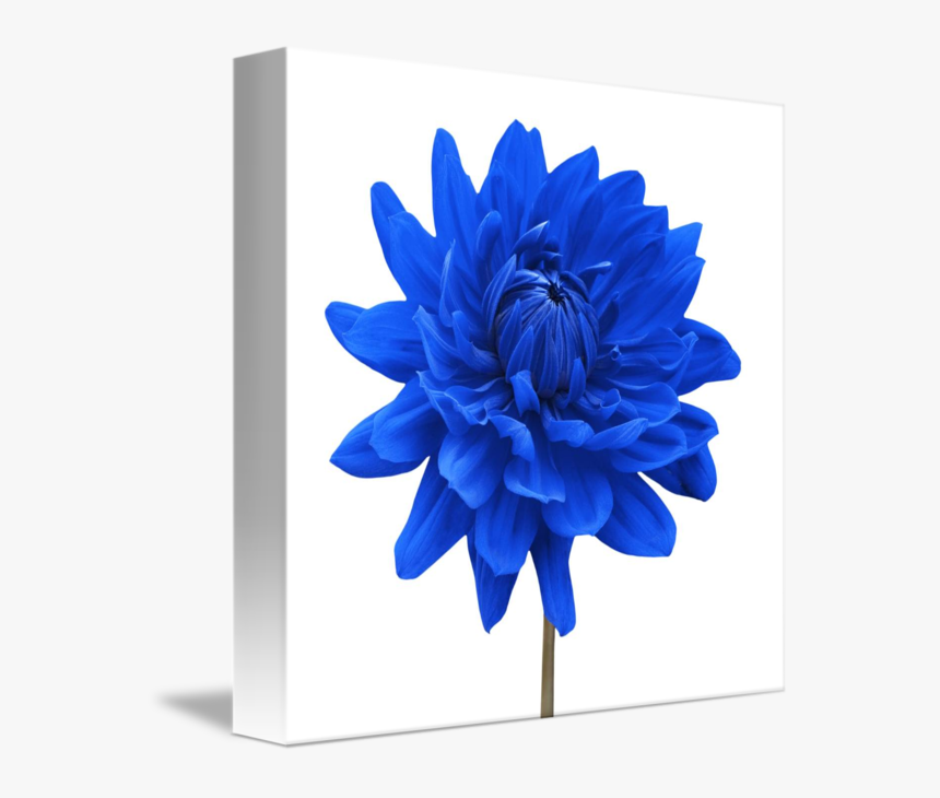 Blue Dahlia Flowers, HD Png Download, Free Download