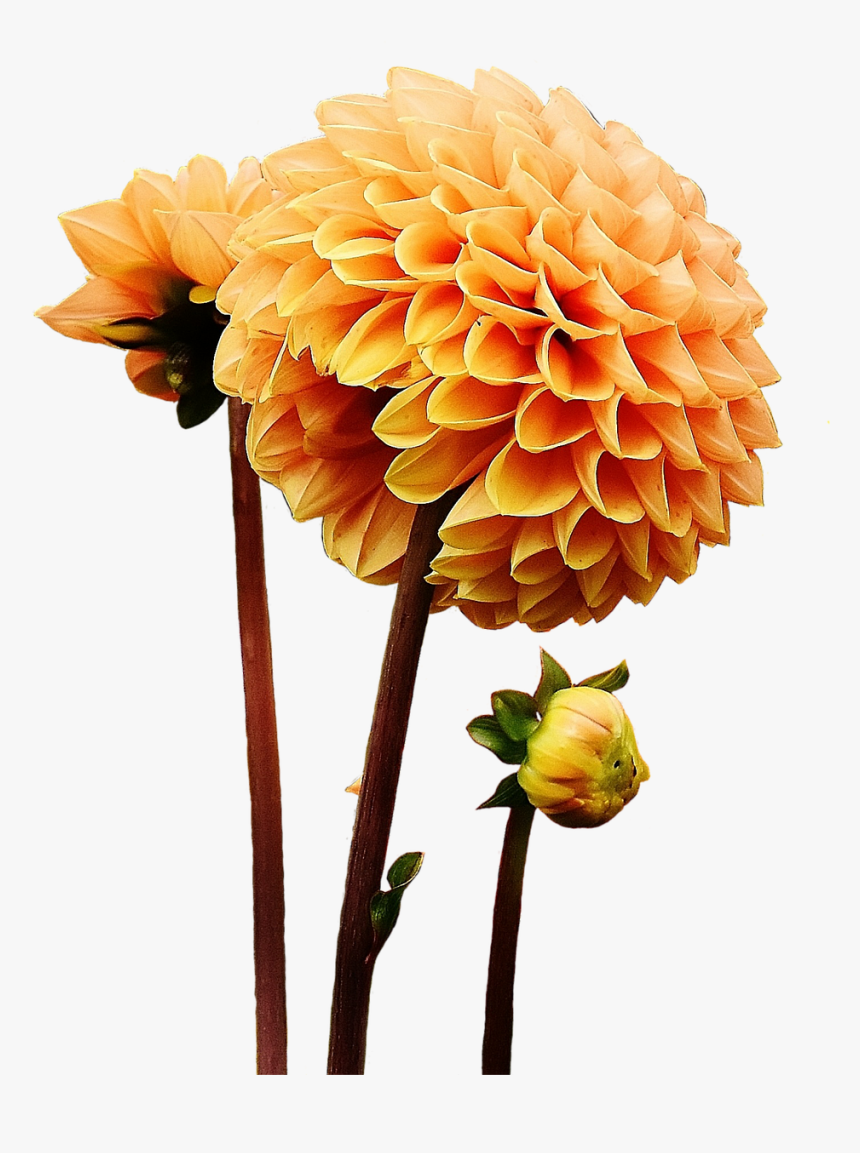 Dahlia Flower Png, Transparent Png, Free Download