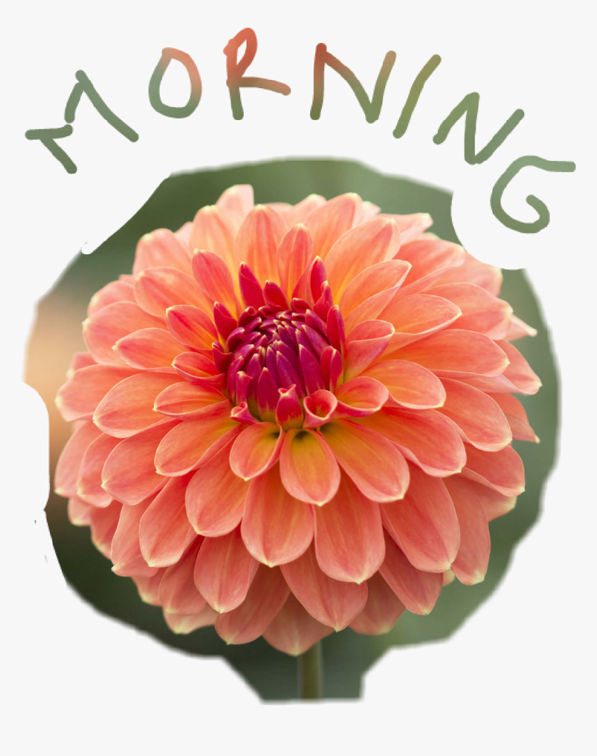 #morning #good Morning #dahlia #flower #flowerphotography, HD Png Download, Free Download