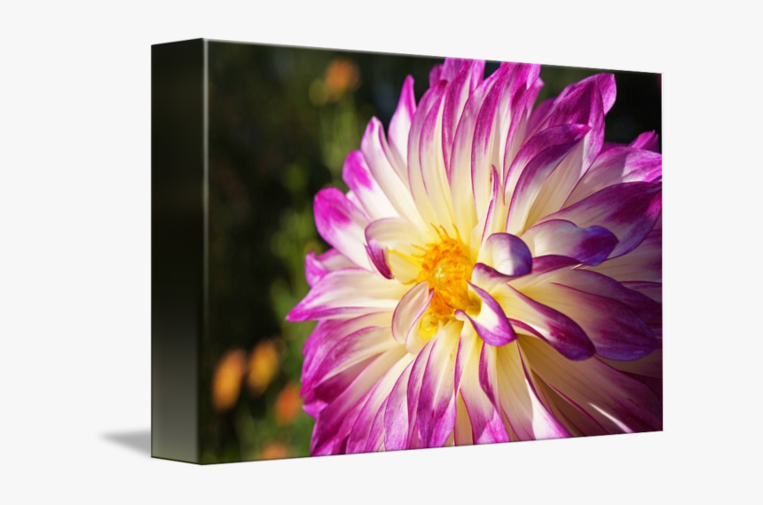 White Purple Dahlia Flowers Fine Art Prints Gifts By, HD Png Download, Free Download