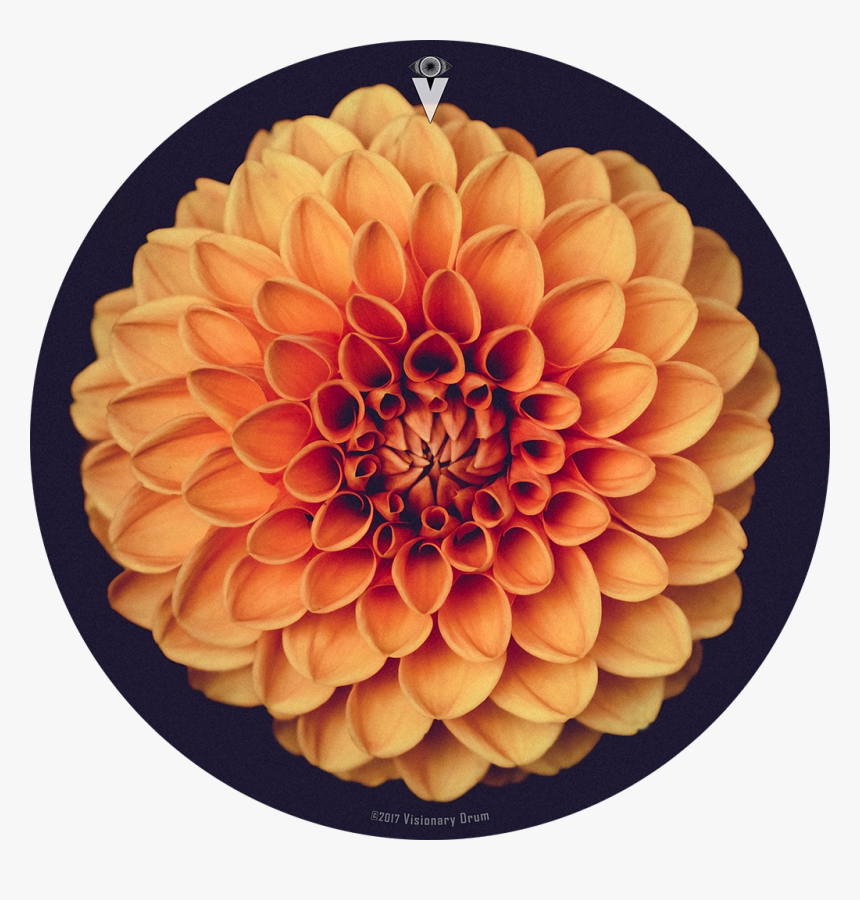 Orange Dahlia Flower Drum Skin For Bass, Snare And, HD Png Download, Free Download