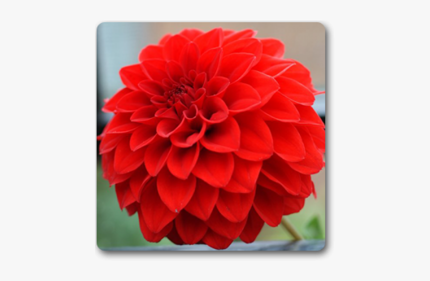 Dahlia Flower Png, Transparent Png, Free Download