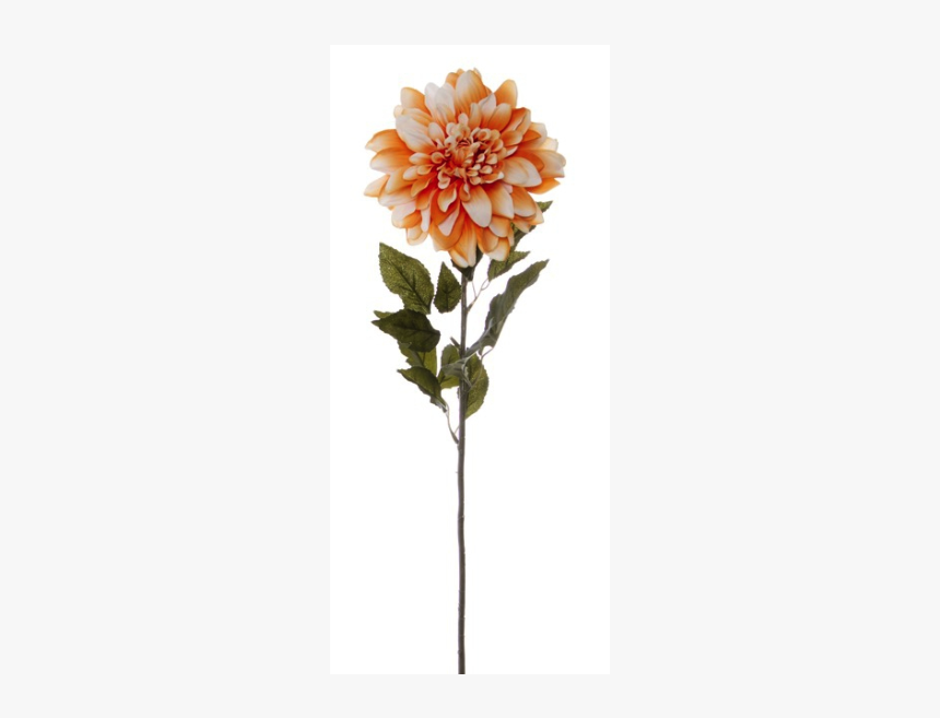 Dahlia Flower Png, Transparent Png, Free Download