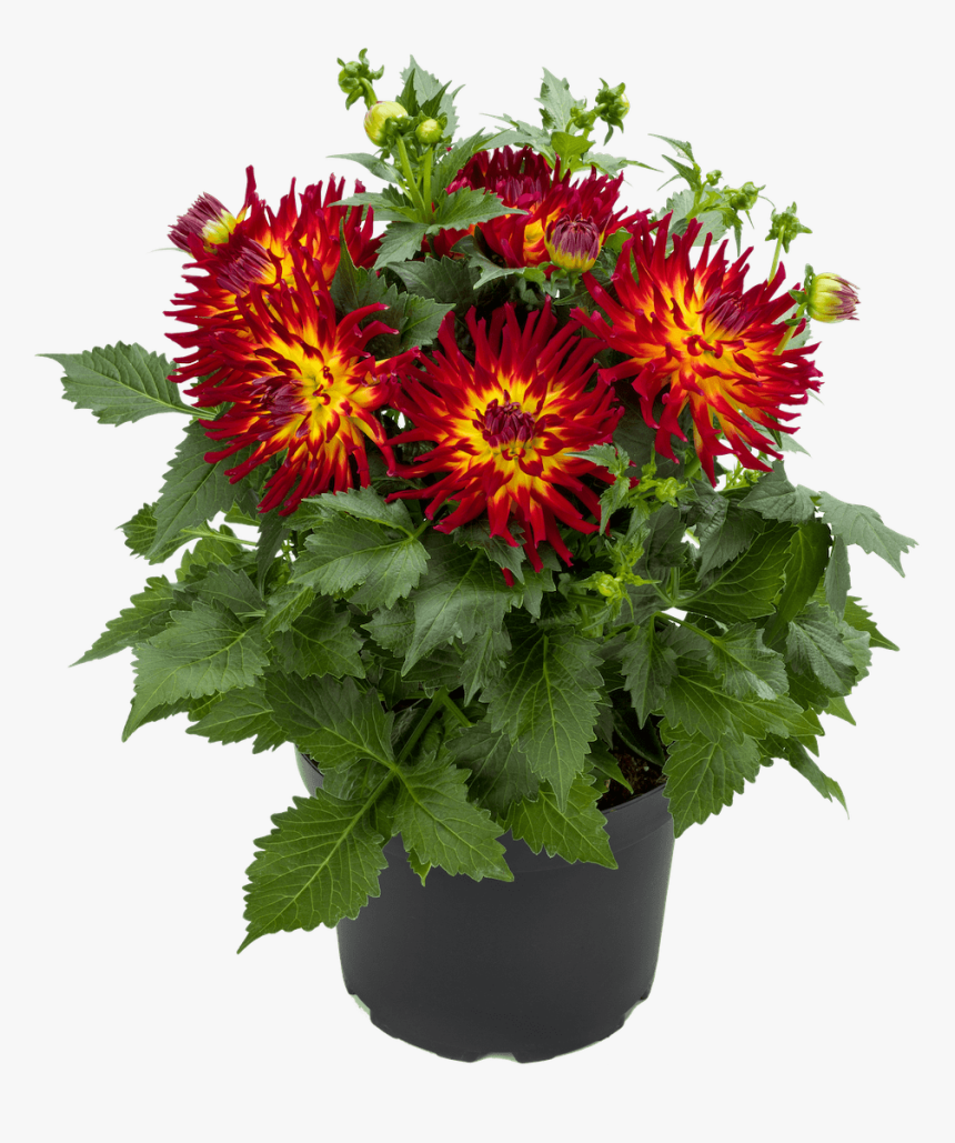 Dahlia Flower Png, Transparent Png, Free Download