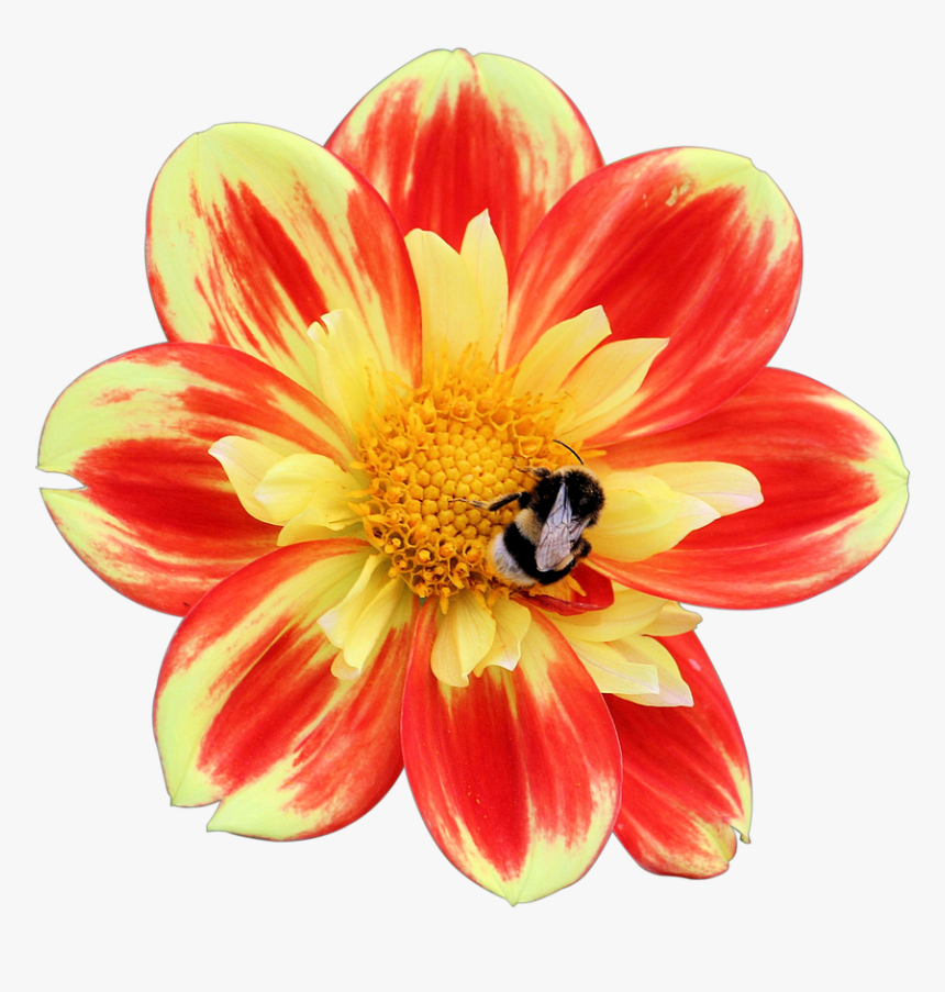Dahlia Flower Png, Transparent Png, Free Download