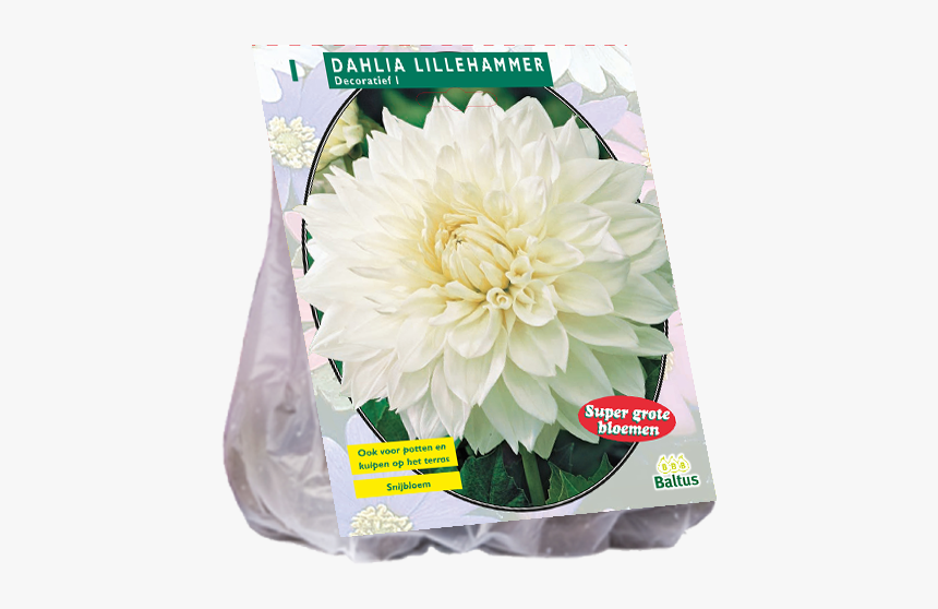 Dahlia Flower Png, Transparent Png, Free Download