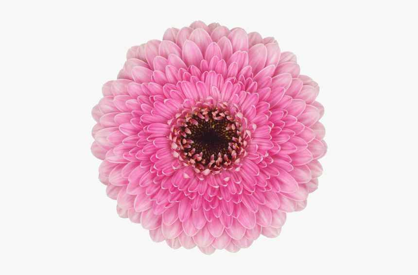 Dahlia Flower Png, Transparent Png, Free Download