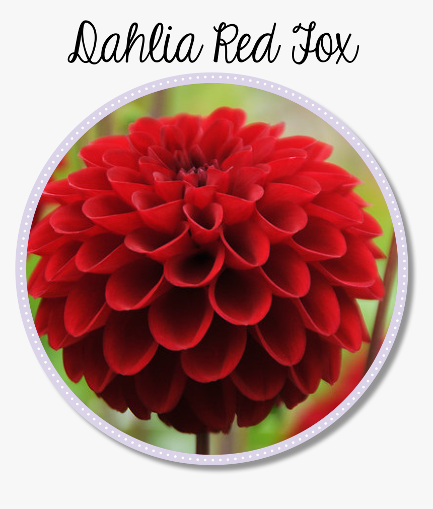 Dahlia Flower Png, Transparent Png, Free Download