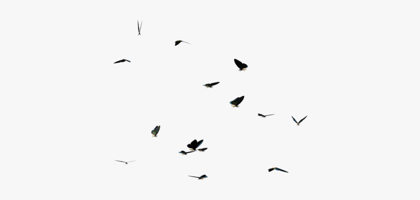 Butterflies Swarm Png Clipart, Transparent Png, Free Download