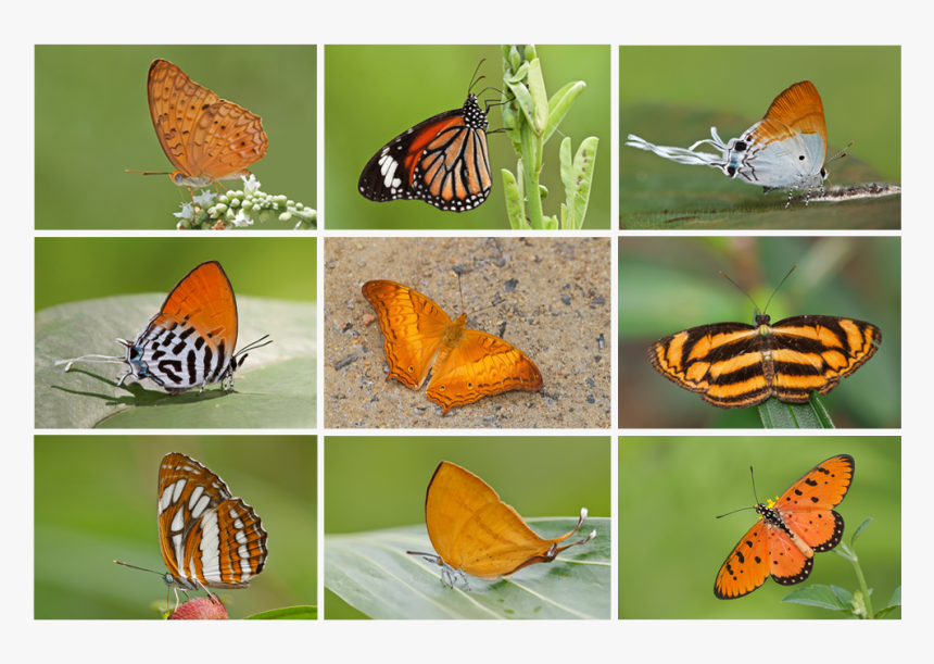 Butterflies Swarm Png, Transparent Png, Free Download