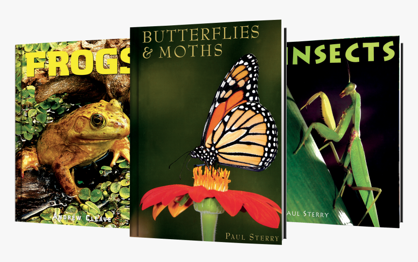 Butterflies Swarm Png, Transparent Png, Free Download