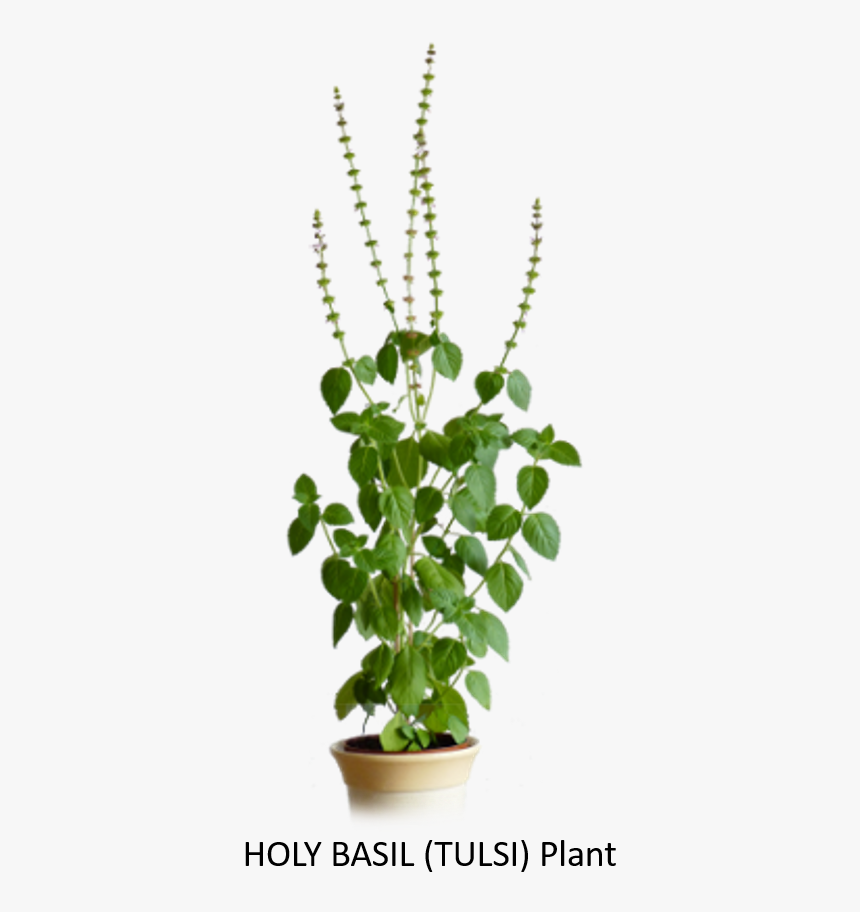 Tulsi Tree Png, Transparent Png, Free Download