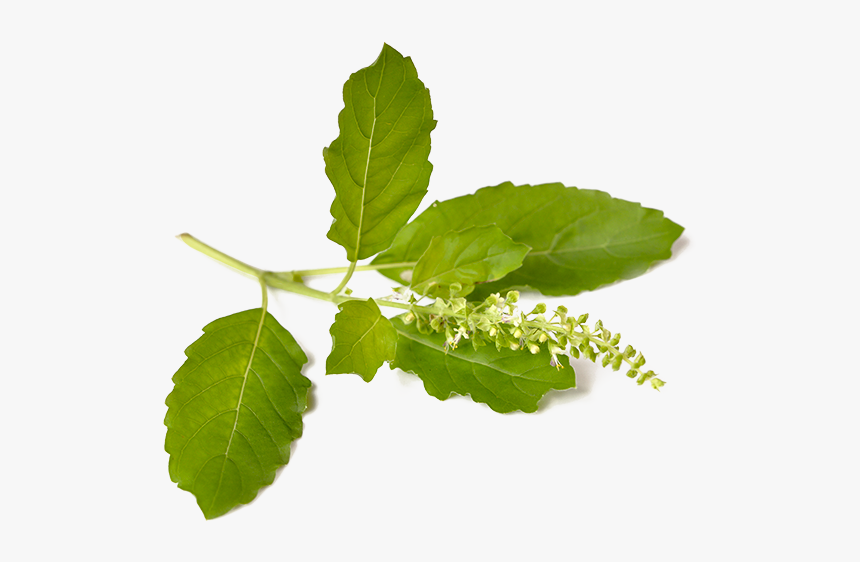 Tulsi , Holy Basil, HD Png Download, Free Download