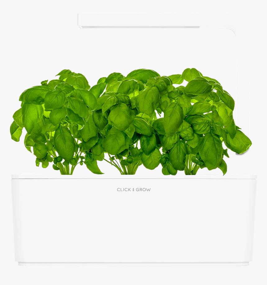 Basil Plant Png, Transparent Png, Free Download