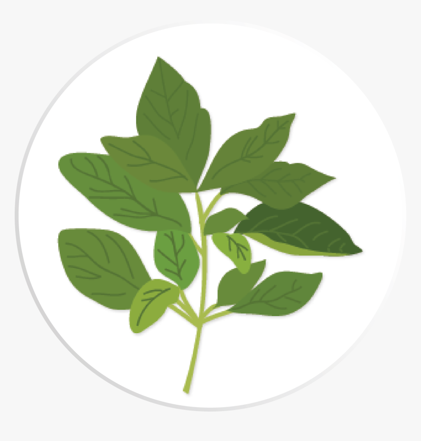 Tulsi Tree Png, Transparent Png, Free Download