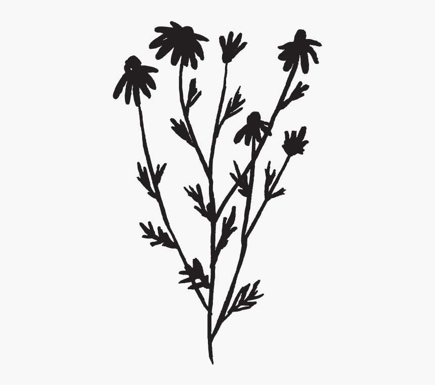 Tulsi Tree Png, Transparent Png, Free Download