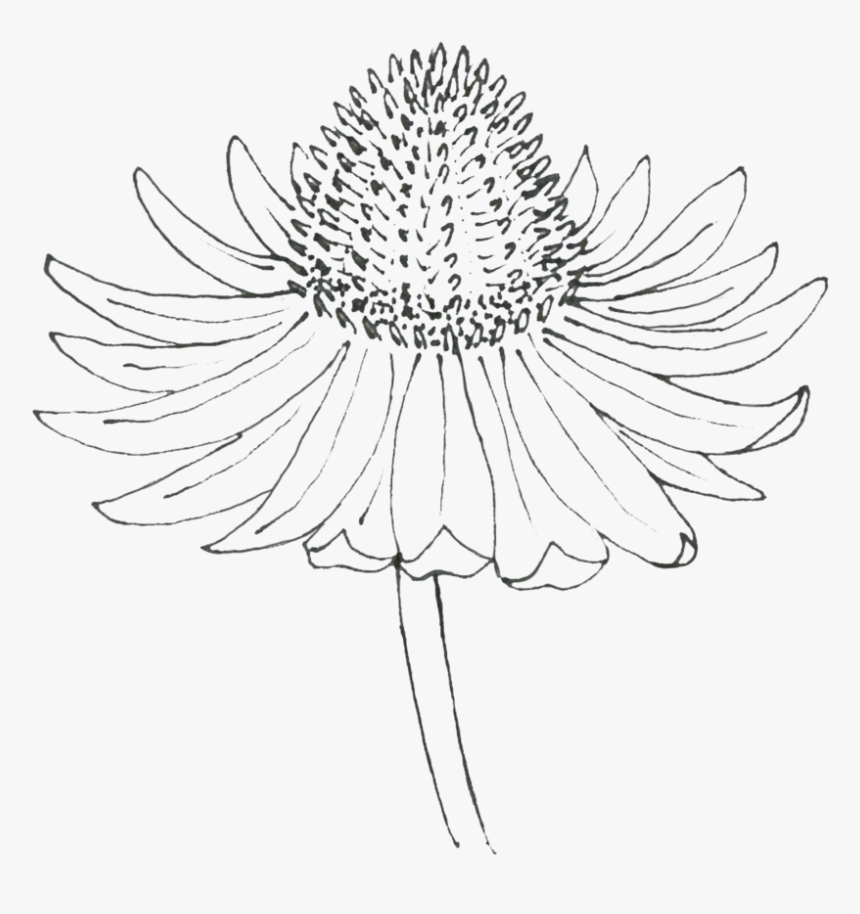 Echinacea Drawing, HD Png Download, Free Download