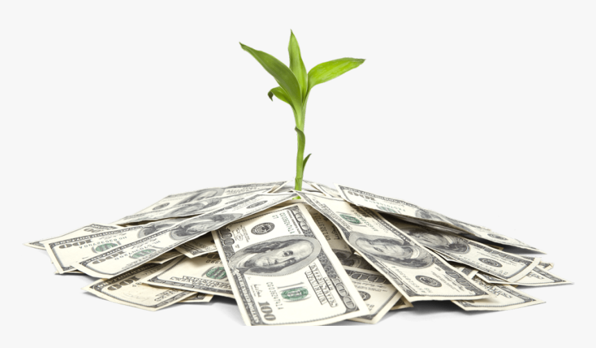 Indian Money Tree Png, Transparent Png, Free Download