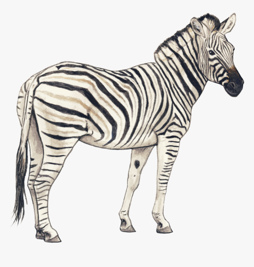 Zebra Png Images Transparent Background, Png Download, Free Download