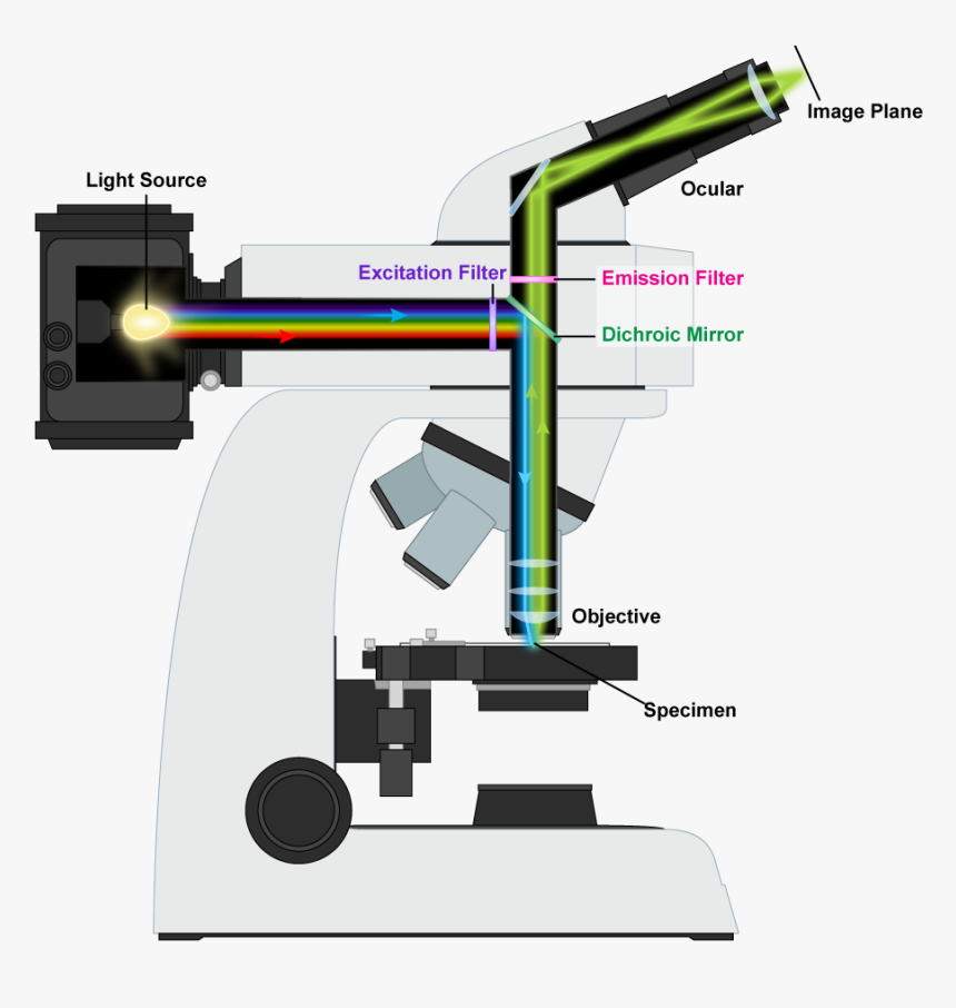 Flourescence-microscope, HD Png Download, Free Download