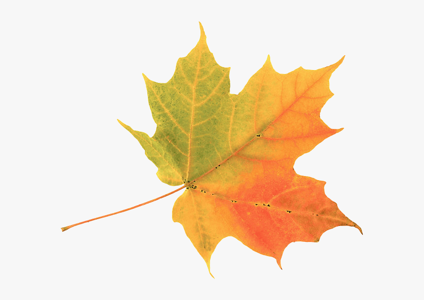 Autumn Leaf , Png Download, Transparent Png, Free Download